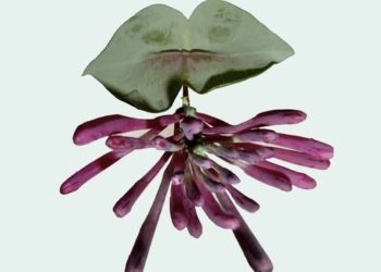 Rosemarie Trockel: A Cosmos / NEW MUSEUM, New York